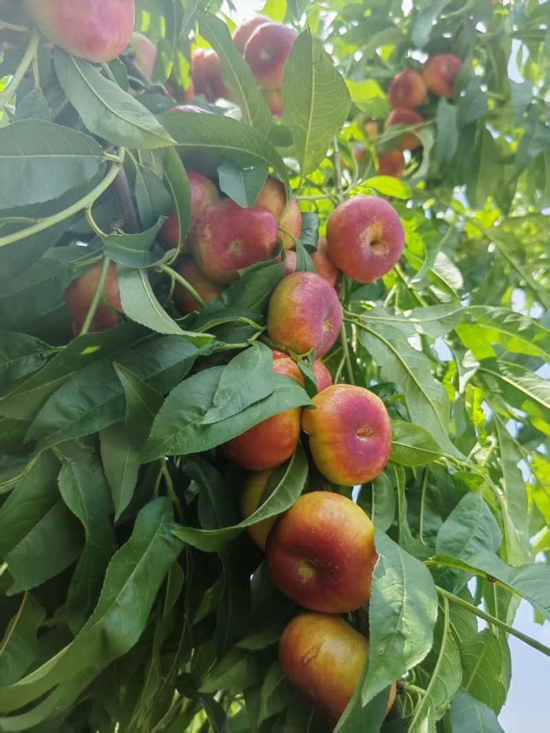 河北广宗金钱蟠桃