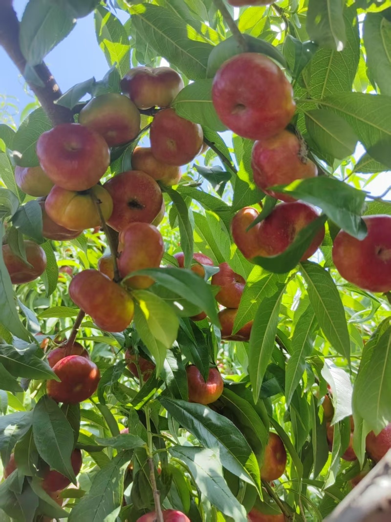河北广宗金钱蟠桃
