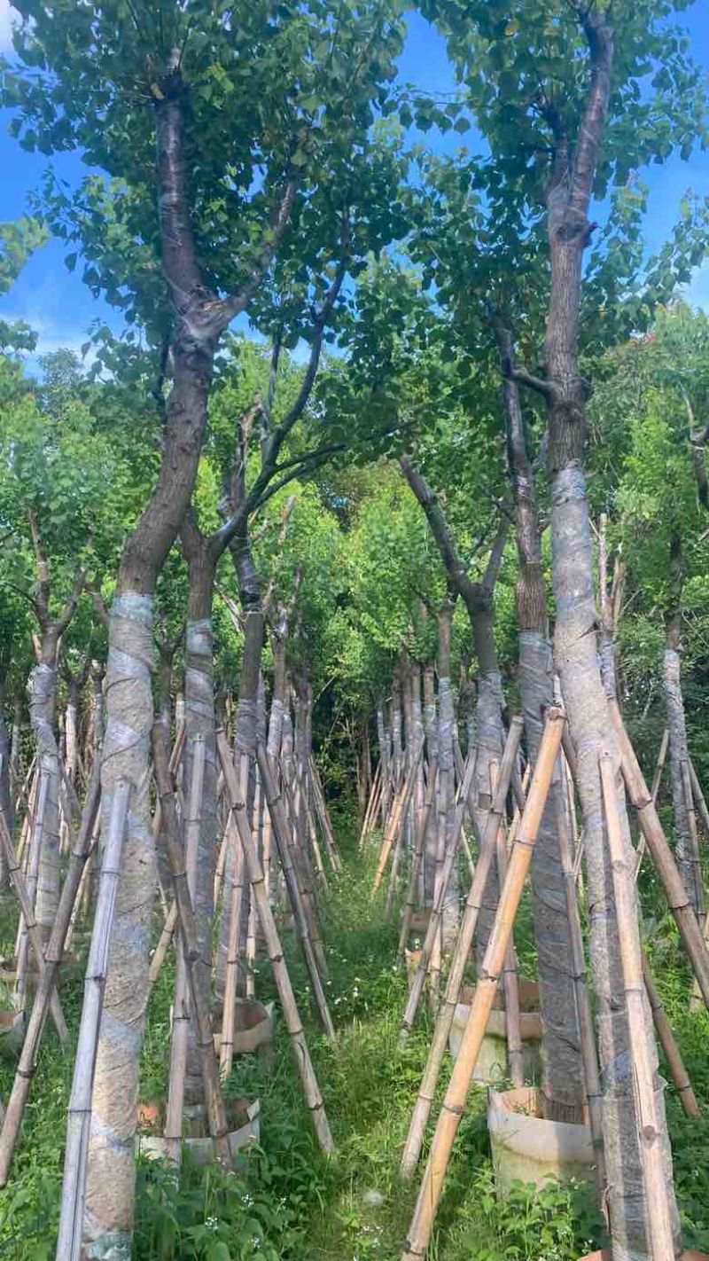 乌桕5-18分，基地直销，一手货源，各种规格，大量低价出售