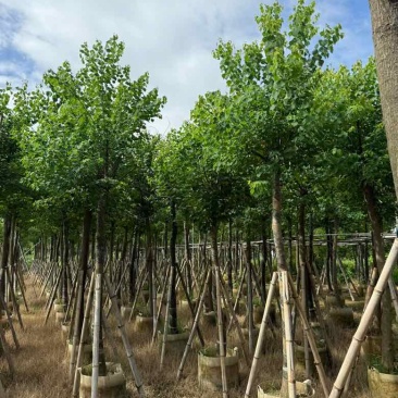 乌桕5-18分，基地直销，一手货源，各种规格，大量低价出售