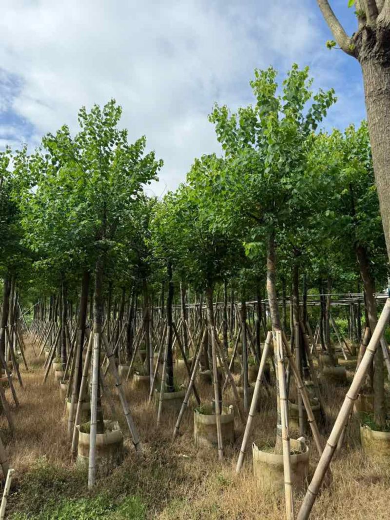 乌桕5-18分，基地直销，一手货源，各种规格，大量低价出售