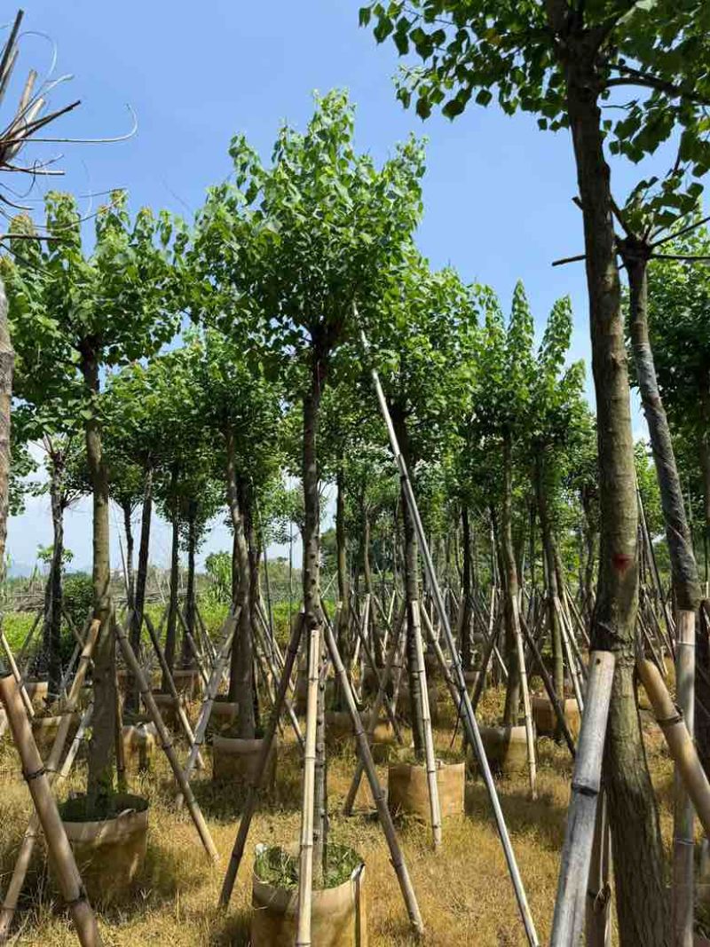 乌桕5-18分，基地直销，一手货源，各种规格，大量低价出售
