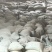 风干鹌鹑粪