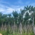 乌桕5-15分，一手货源，基地直销，各种规格，大量低价出售