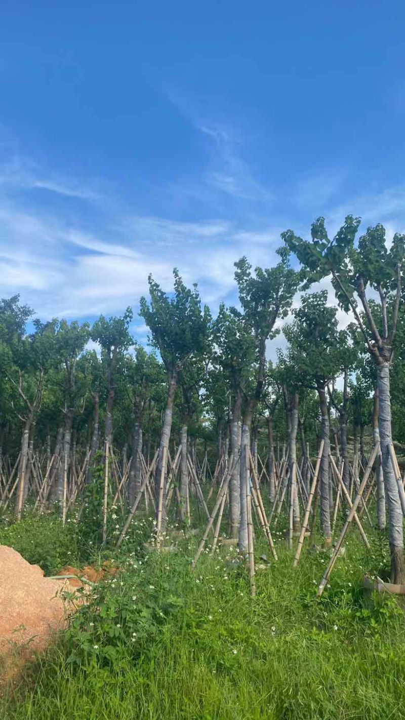 乌桕5-15分，一手货源，基地直销，各种规格，大量低价出售
