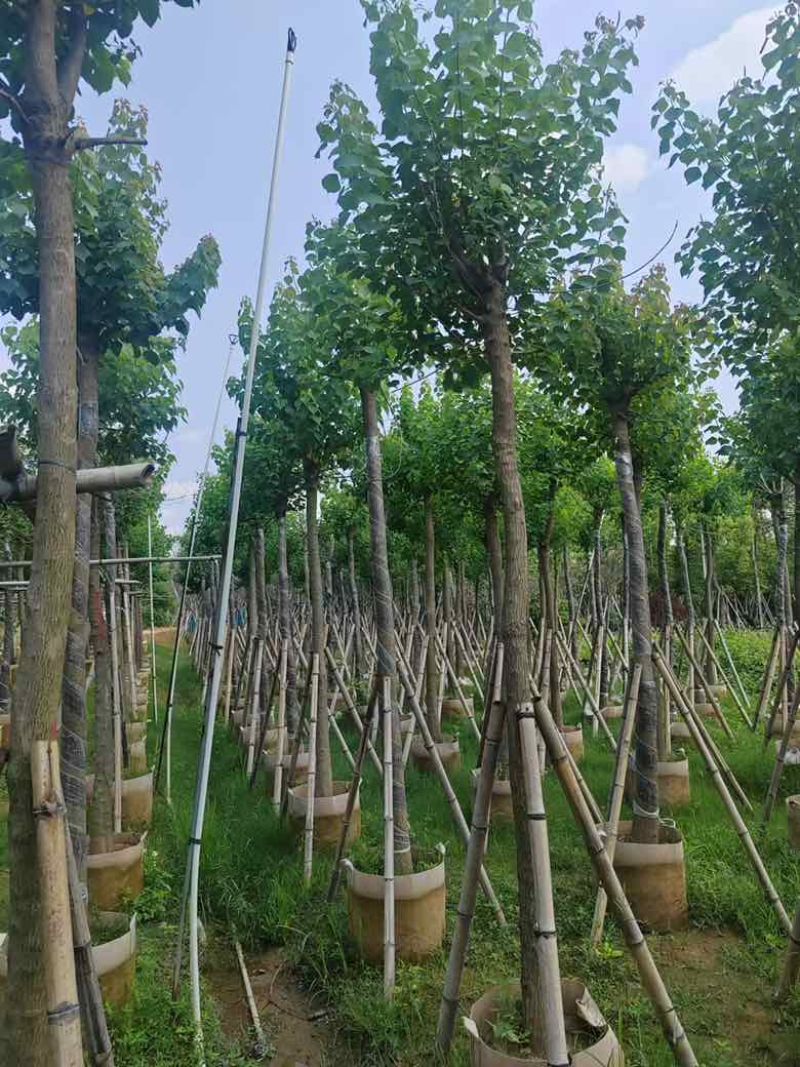 乌桕5-15分，一手货源，基地直销，各种规格，大量低价出售
