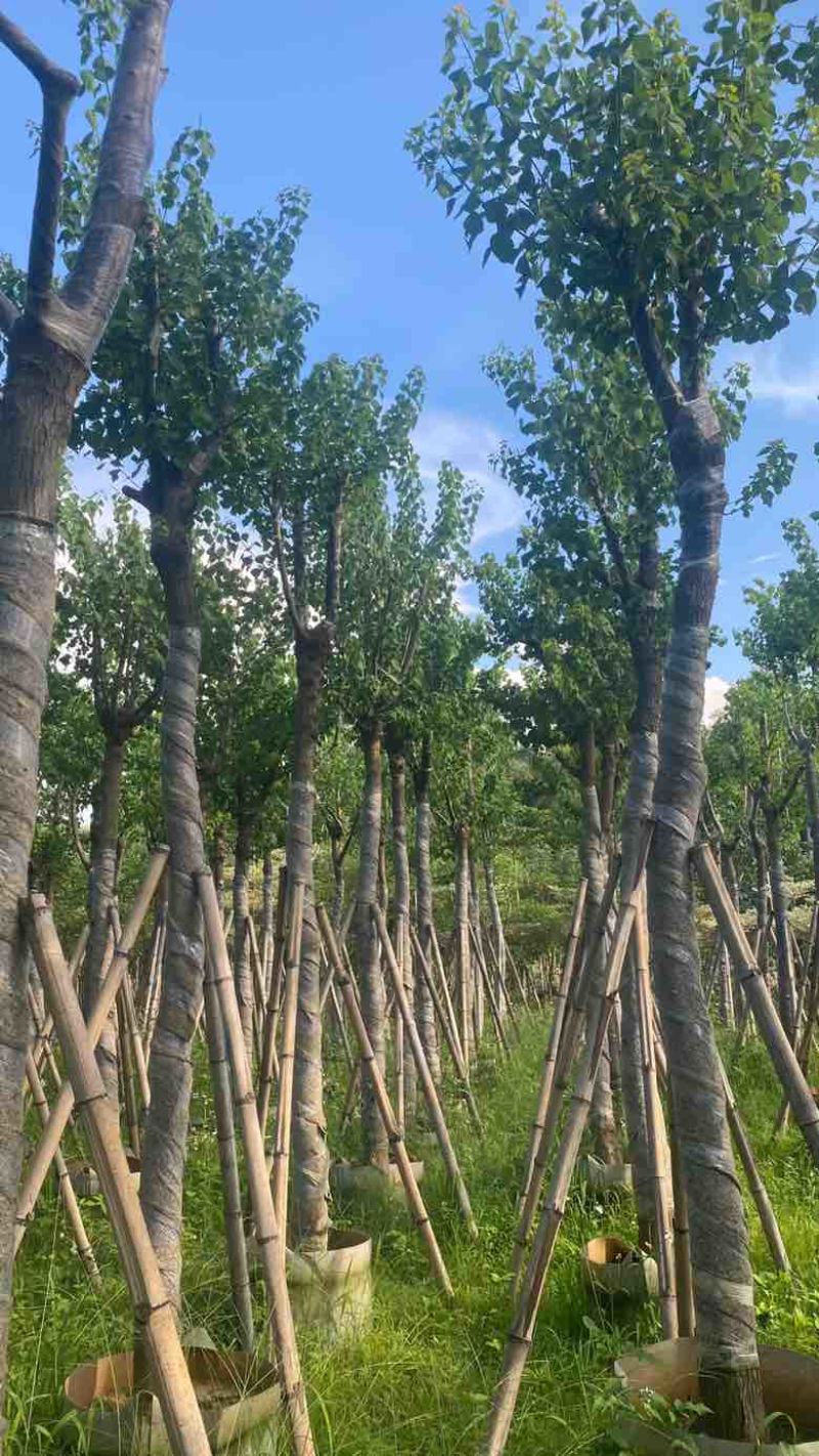 乌桕5-15分，一手货源，基地直销，各种规格，大量低价出售