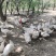 散养大鹅