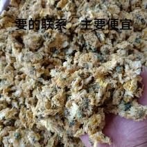 北京菊300件