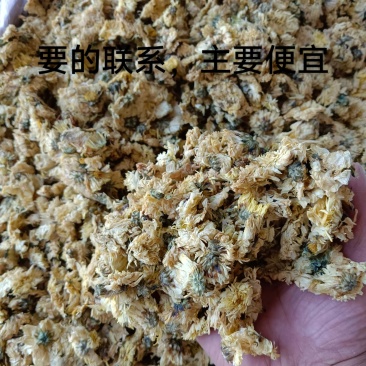北京菊300件