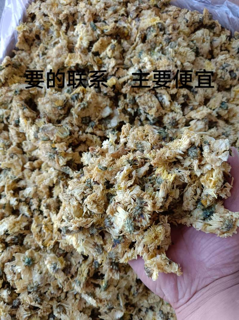 北京菊300件