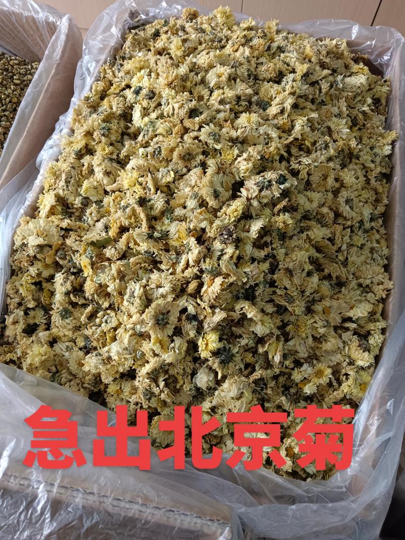 北京菊300件