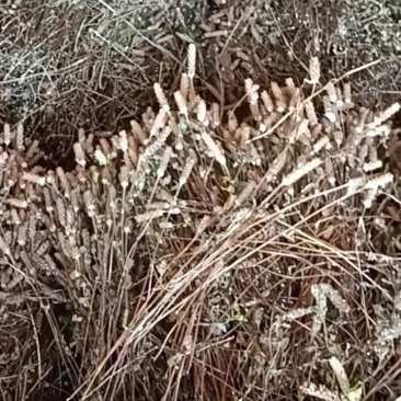 夏枯草
