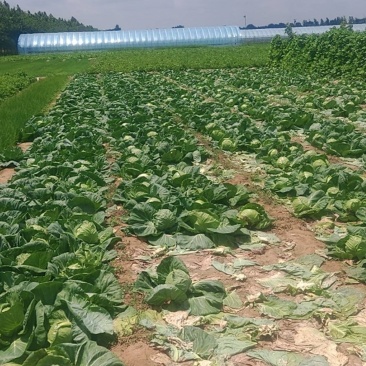 单颗1.5-3斤露天大头菜，现挖紧实无空心。两毛一斤包上车。