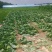 单颗1.5-3斤露天大头菜，现挖紧实无空心。两毛一斤包上车。