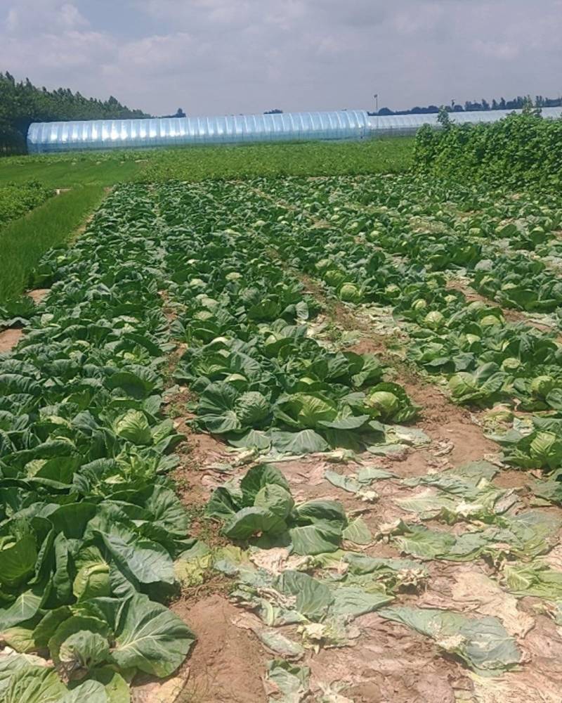 单颗1.5-3斤露天大头菜，现挖紧实无空心。两毛一斤包上车。