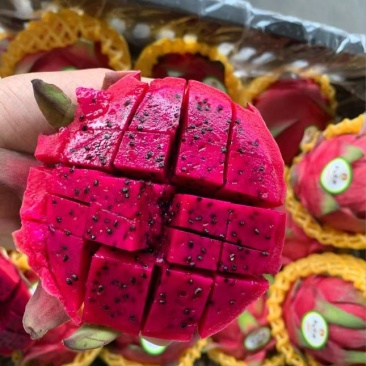 广西红心火龙果基地直销大量现货质量保质坏果包赔