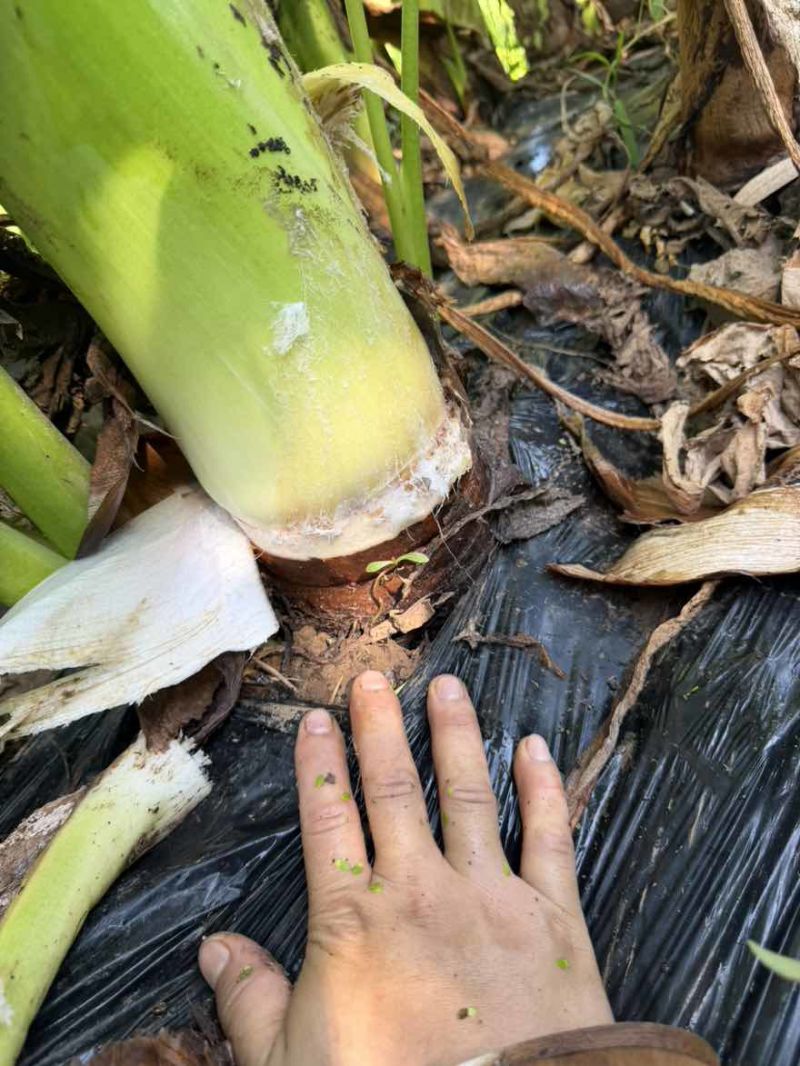 大量现货6两以上到五斤以下各种规格都有，欢迎联系我