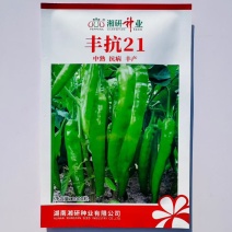 湘研丰抗21辣椒种子中熟高产耐热耐旱长牛角椒种子皮薄味辣青椒