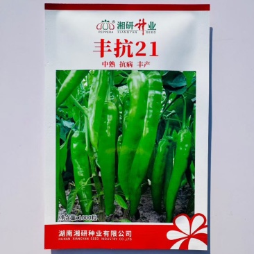 湘研丰抗21辣椒种子中熟高产耐热耐旱长牛角椒种子皮薄味辣青椒