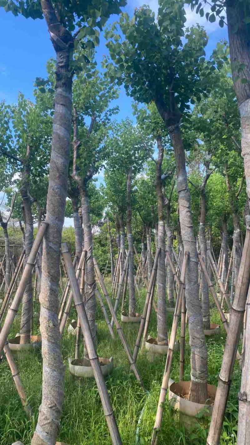 乌桕5-15分，基地直销，一手货源，大量低价出售