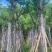 乌桕5-15分，基地直销，一手货源，大量低价出售