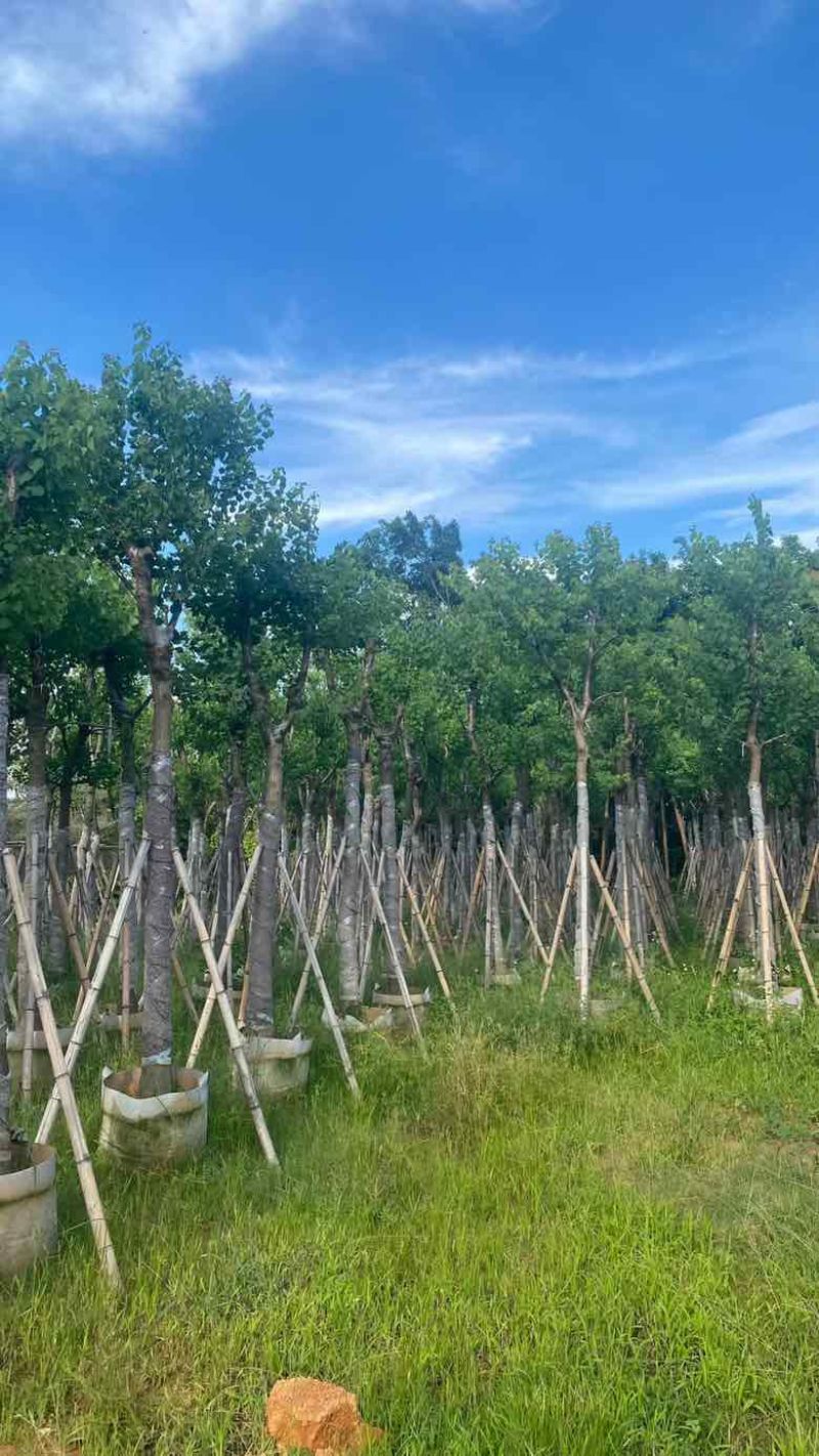 乌桕5-15分，基地直销，一手货源，大量低价出售