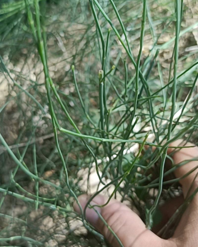 节节草