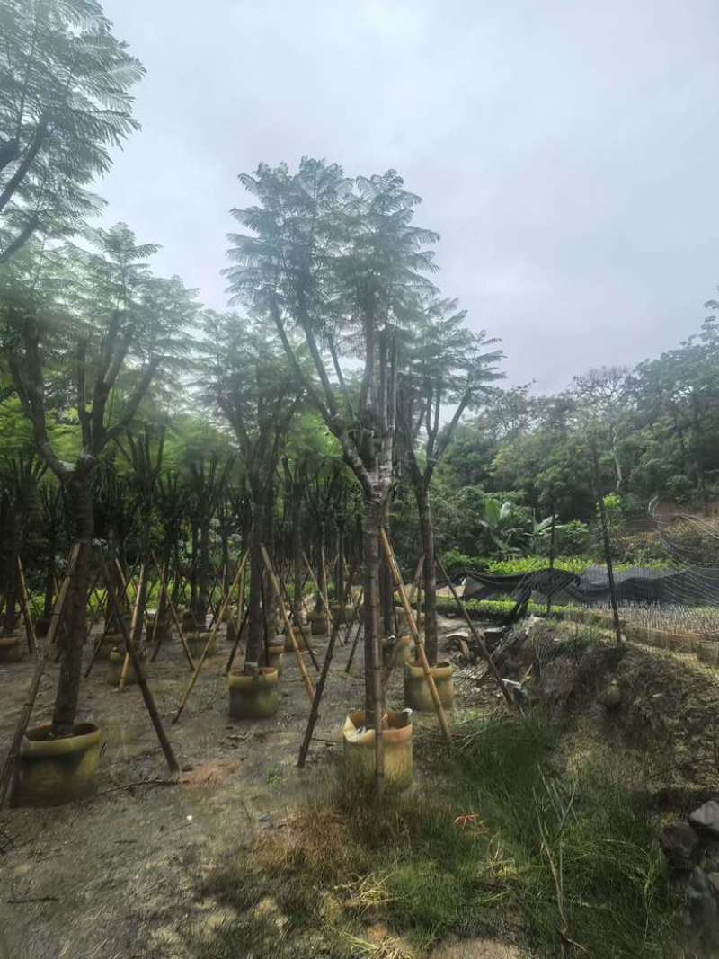 蓝花楹5-20分，骨架，截杠，基地直销，一手货源，大量低价出