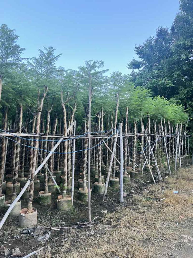 蓝花楹5-20分，骨架，截杠，基地直销，一手货源，大量低价出