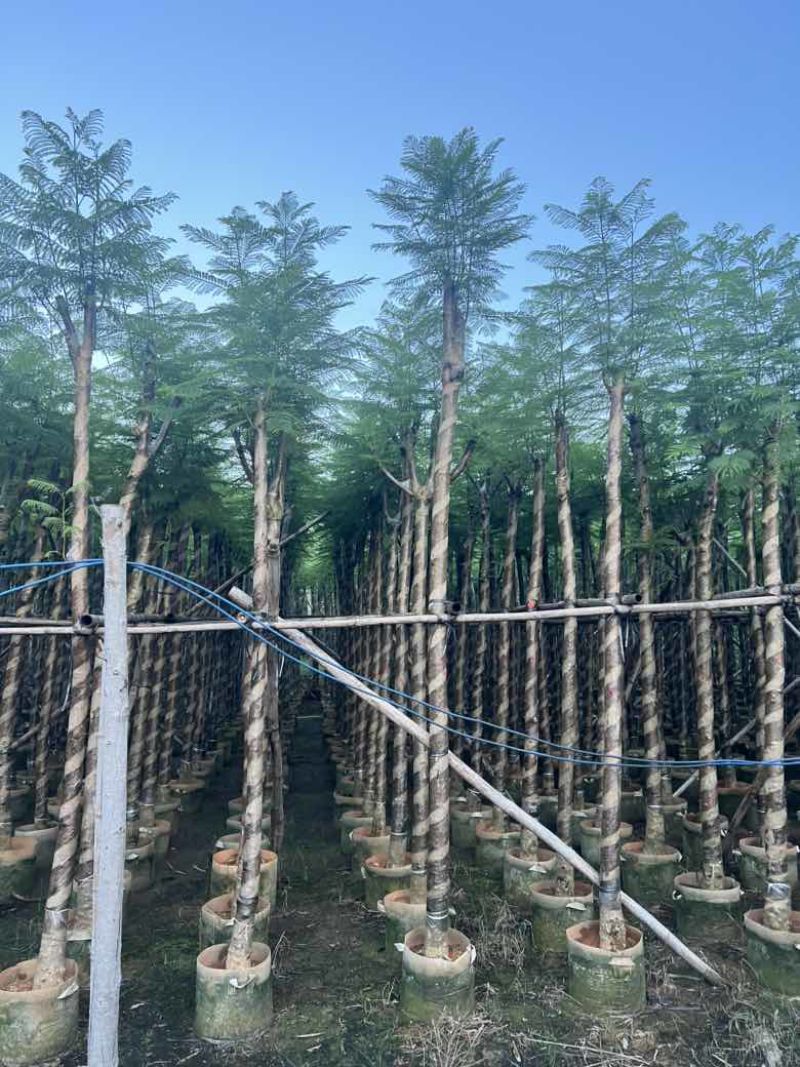 蓝花楹5-20分，骨架，截杠，基地直销，一手货源，大量低价出