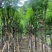 蓝花楹5-20分，骨架，截杠，基地直销，一手货源，大量低价出