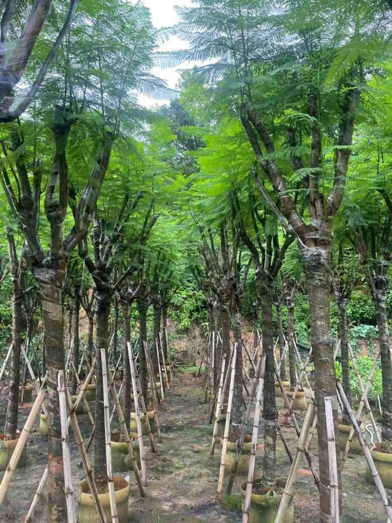 蓝花楹5-20分，骨架，截杠，基地直销，一手货源，大量低价出