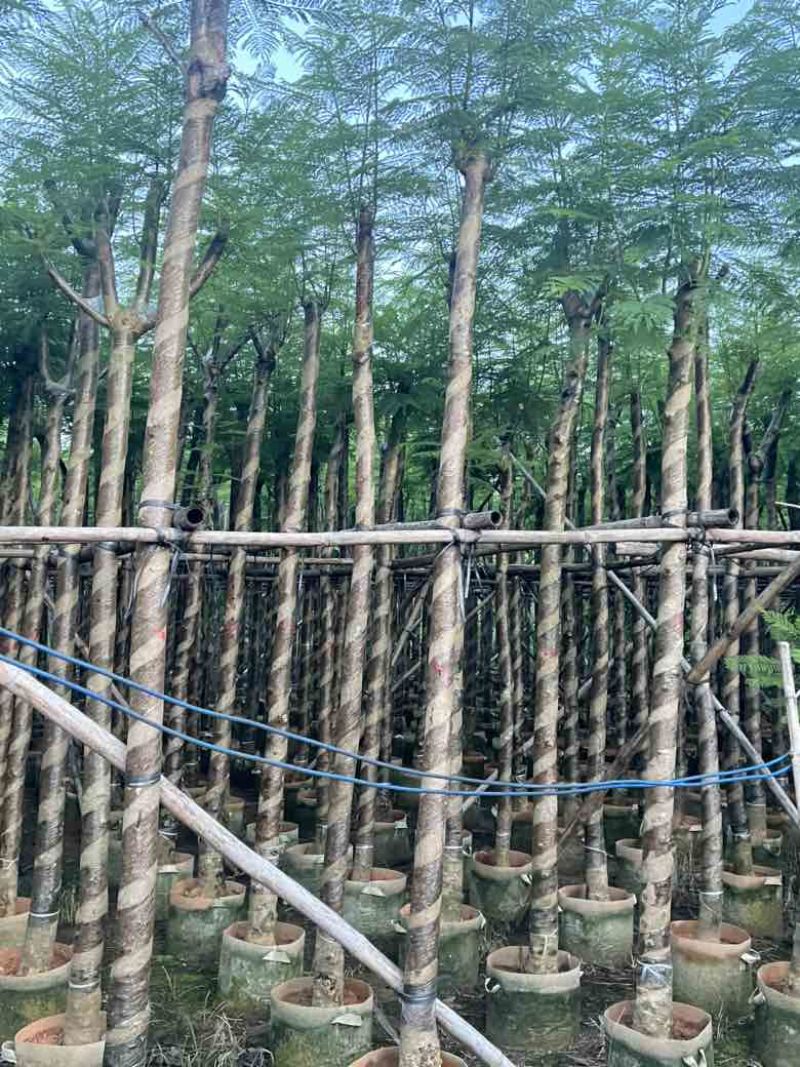 蓝花楹5-20分，骨架，截杠，基地直销，一手货源，大量低价出