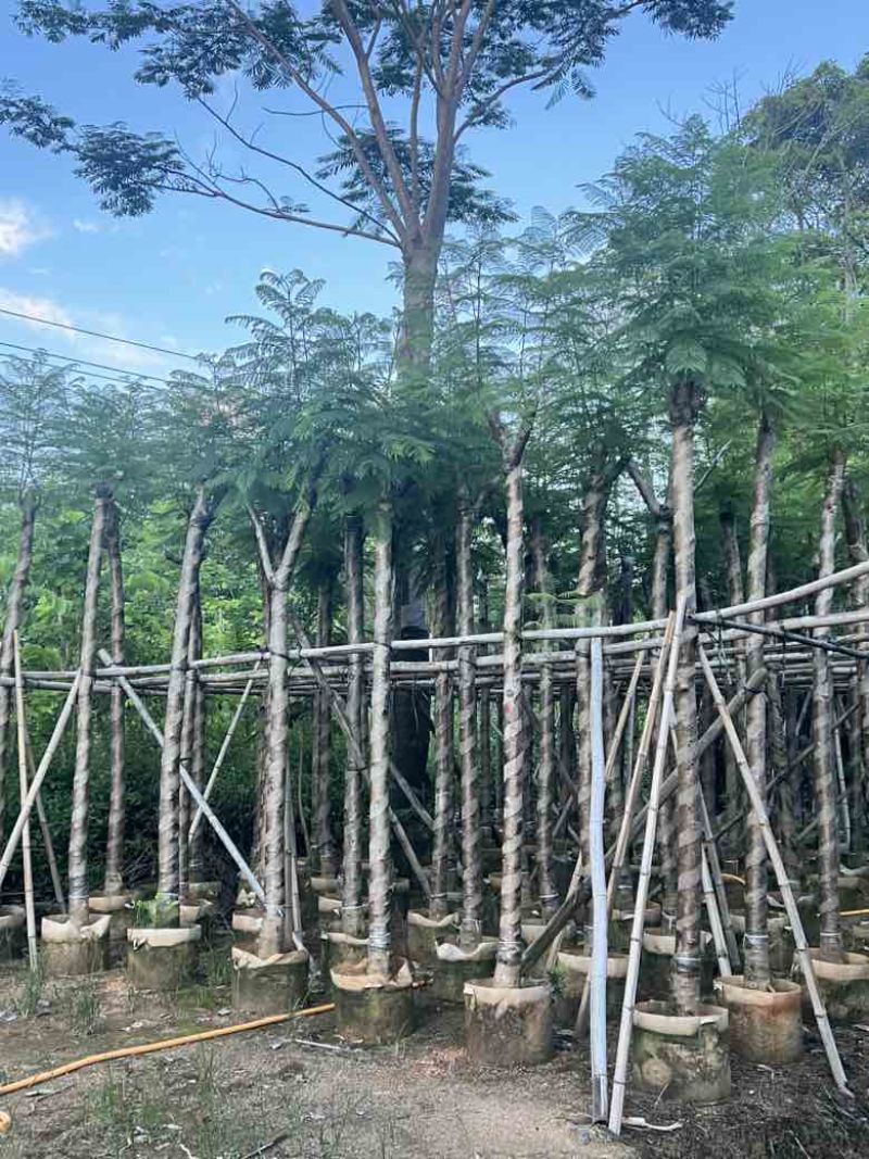 蓝花楹5-20分，骨架，截杠，基地直销，一手货源，大量低价出