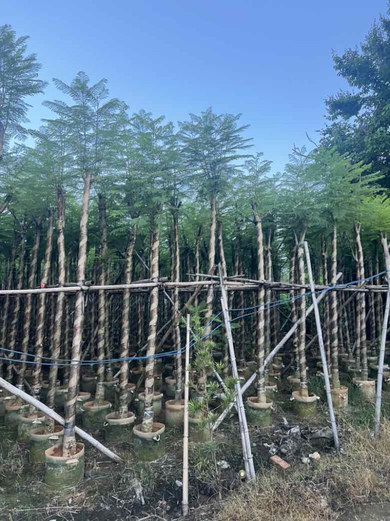 蓝花楹5-20分，骨架，截杠，基地直销，一手货源，大量低价出