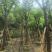 蓝花楹5-20分，骨架，截杠，基地直销，一手货源，大量低价出