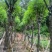 蓝花楹5-20分，骨架，截杠，基地直销，一手货源，大量低价出