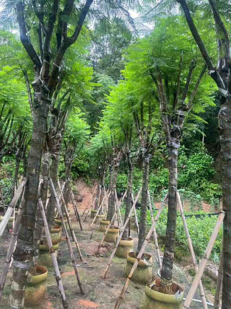 蓝花楹5-20分，骨架，截杠，基地直销，一手货源，大量低价出