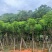 蓝花楹5-20分，骨架，截杠，基地直销，一手货源，大量低价出