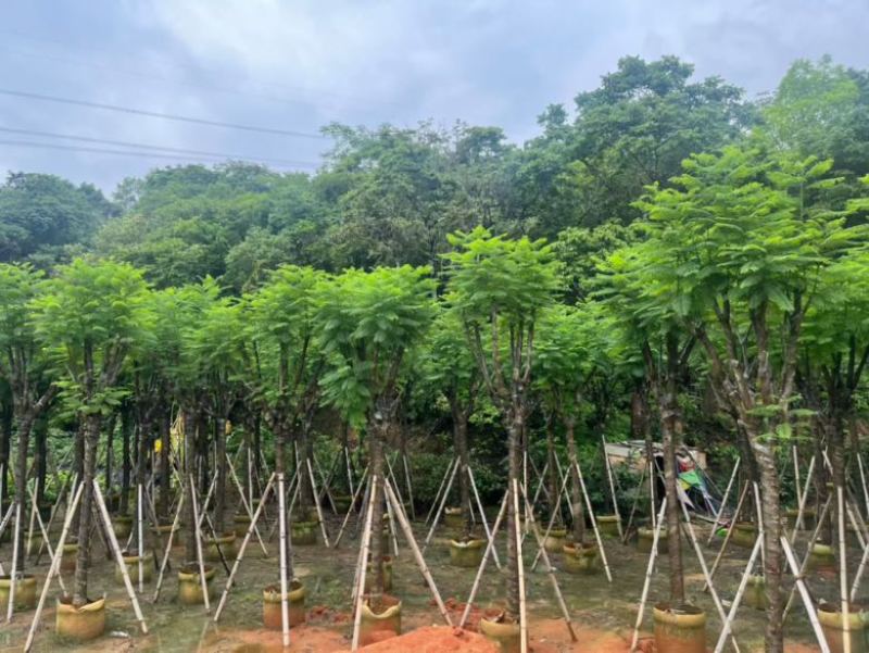 蓝花楹5-20分，骨架，截杠，基地直销，一手货源，大量低价出