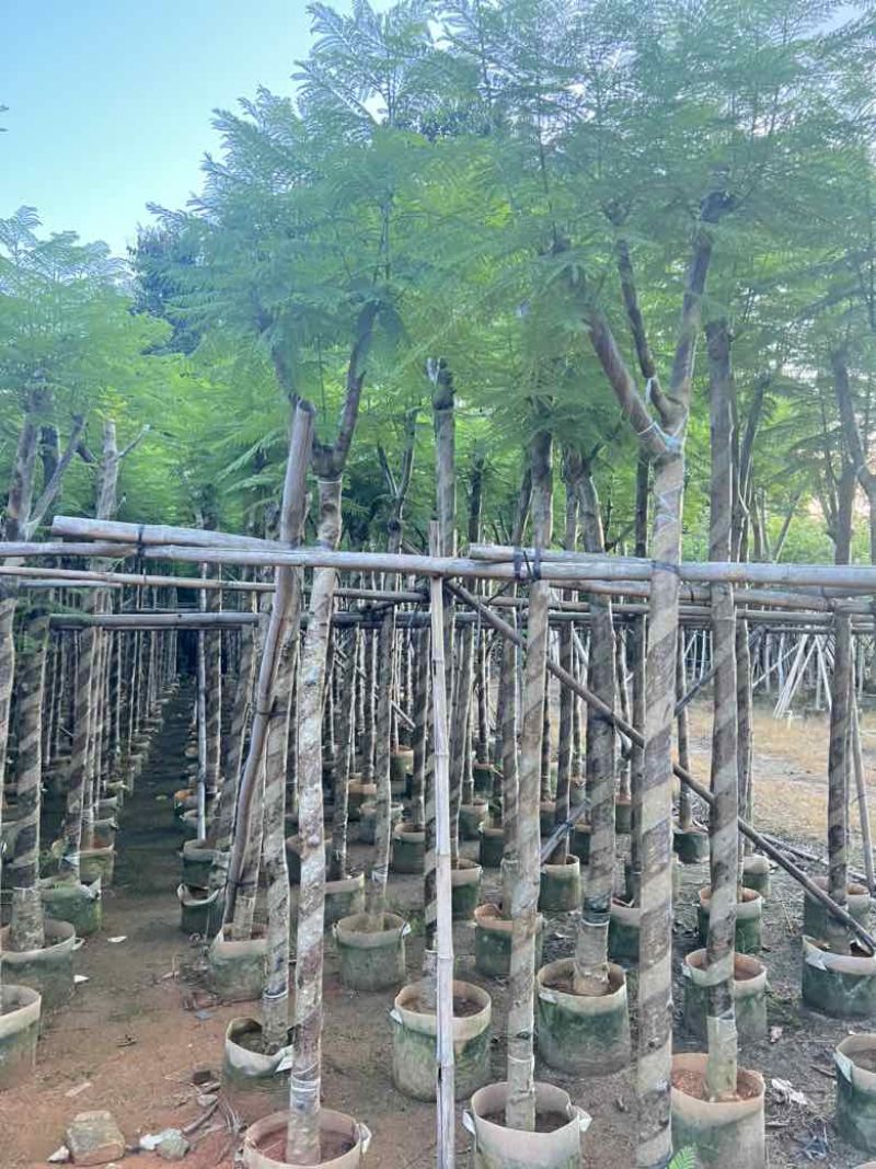 蓝花楹5-20分，骨架，截杠，基地直销，一手货源，大量低价出
