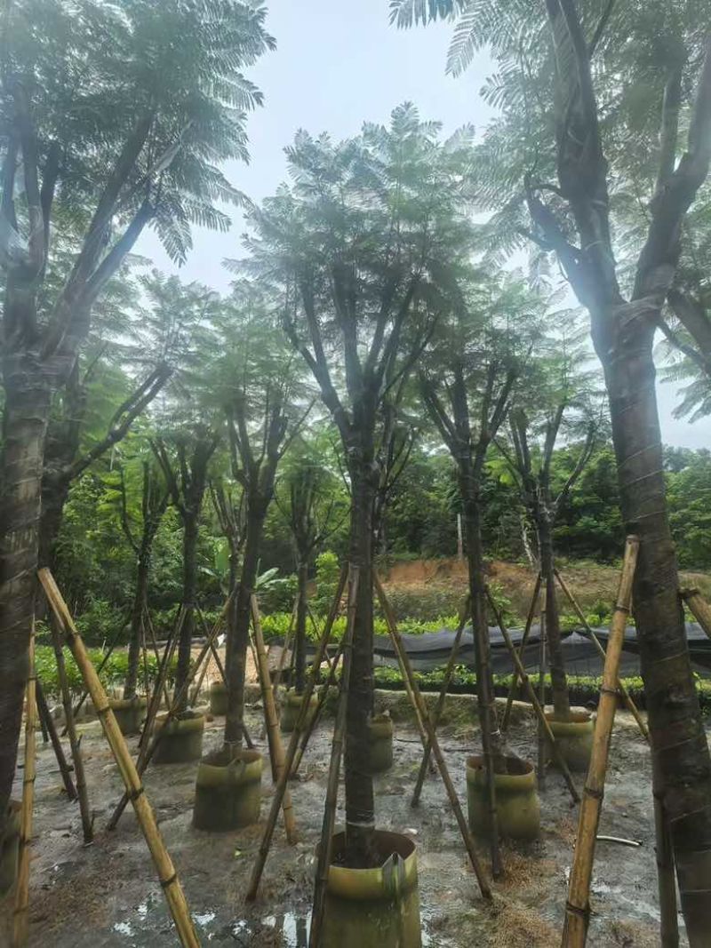 蓝花楹5-20分，骨架，截杠，基地直销，一手货源，大量低价出