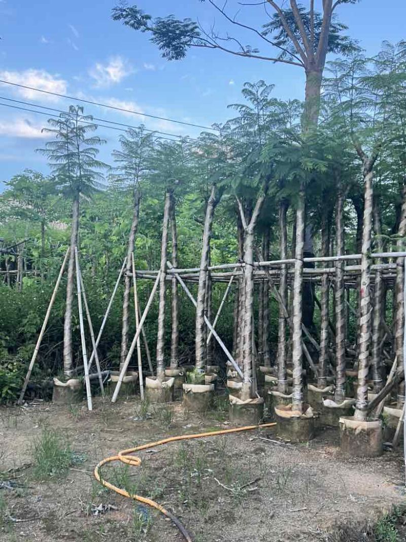蓝花楹5-20分，骨架，截杠，基地直销，一手货源，大量低价出
