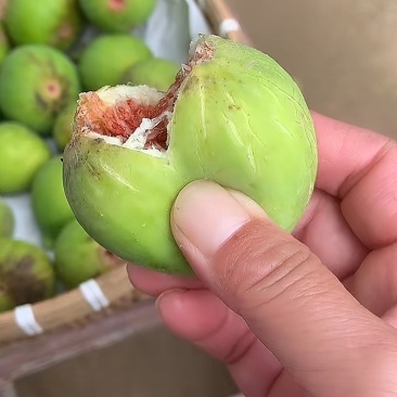 无花果