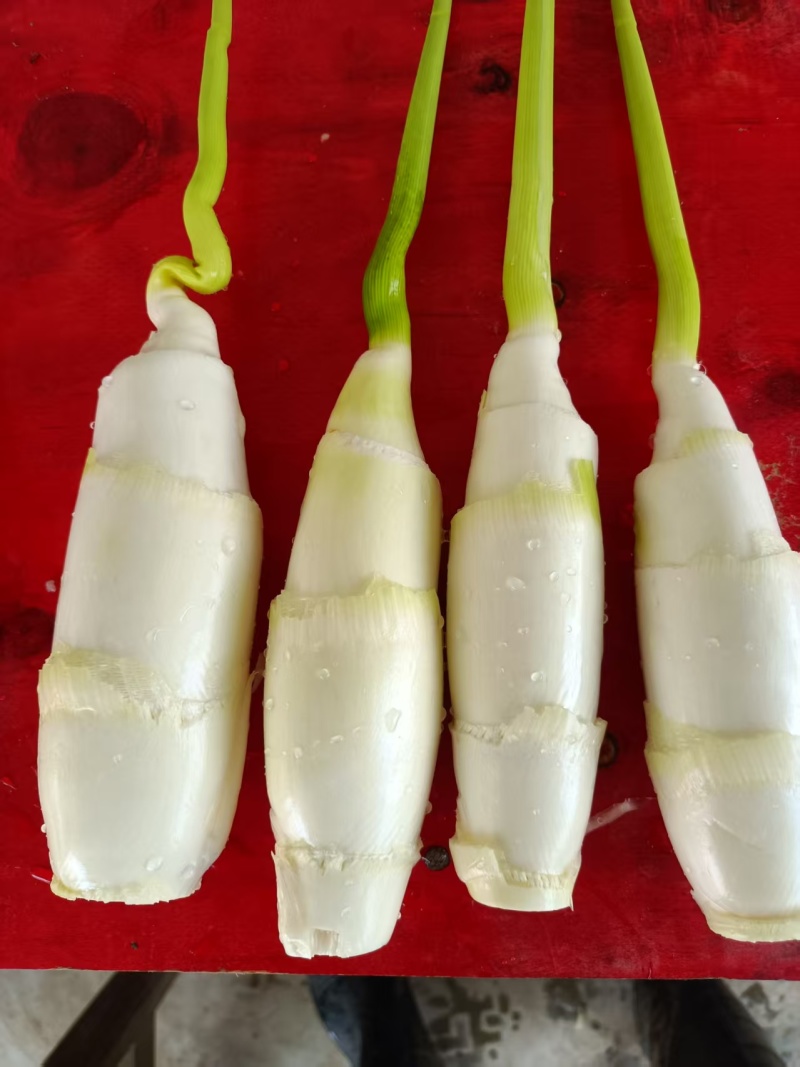 信阳生态茭白