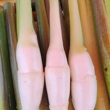 信阳生态茭白