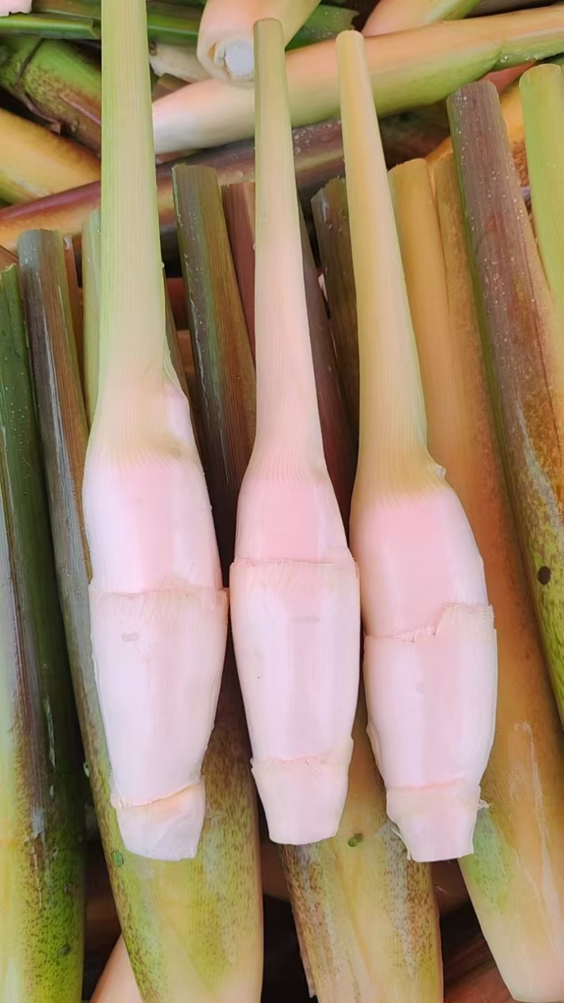 信阳生态茭白