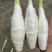 信阳生态茭白