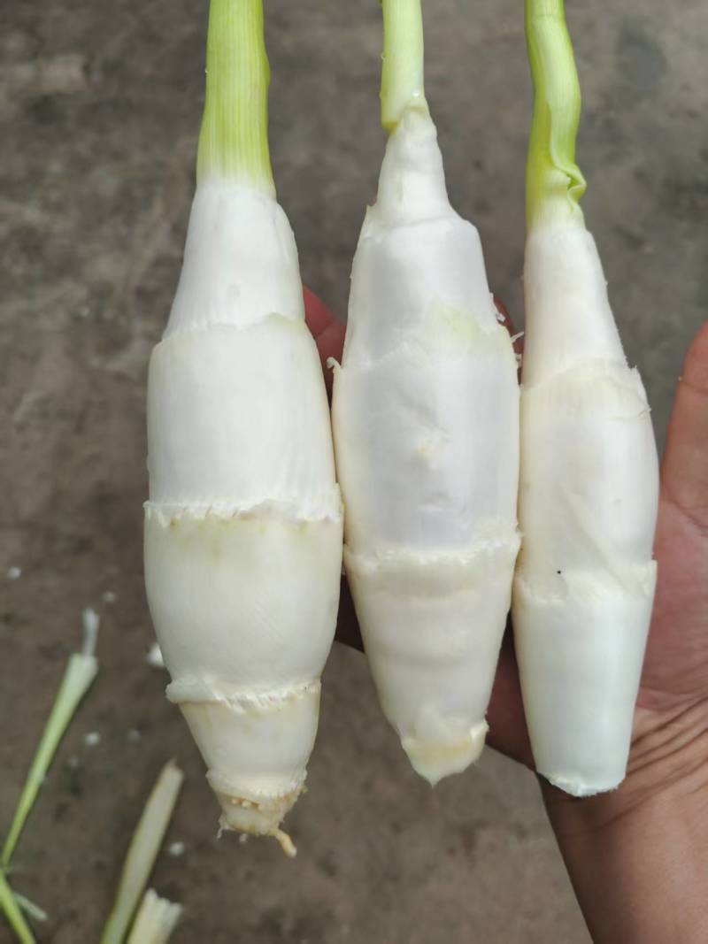 信阳生态茭白
